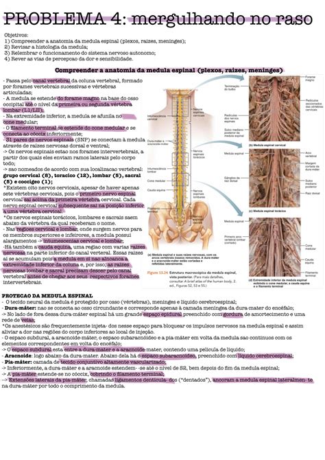 Solution Anatomia E Histologia Do Sistema Nervoso Perif Rico E