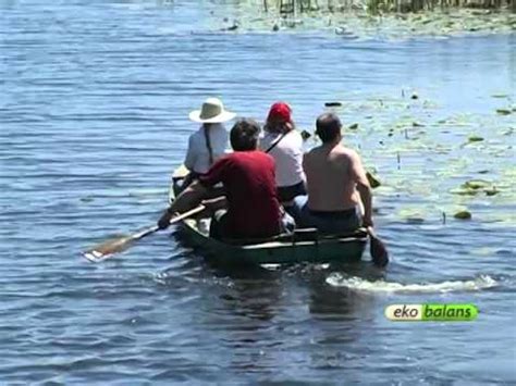 Specijalni rezervat prirode "Zasavica" - YouTube