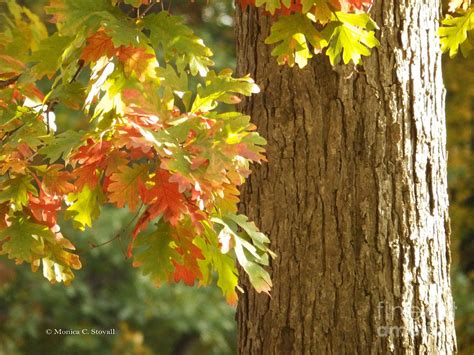 Oak Tree Fall Colors M Landscapes Fall Collection No Lf Photograph