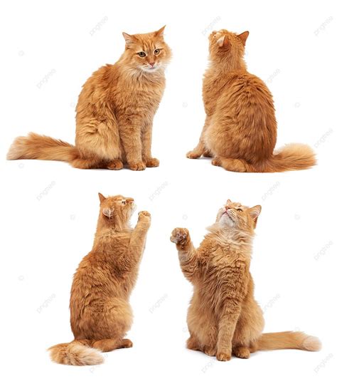 Adorable Mature Scarlet Feline Perched With Raised Front Paws Covered In Soft Fur Photo