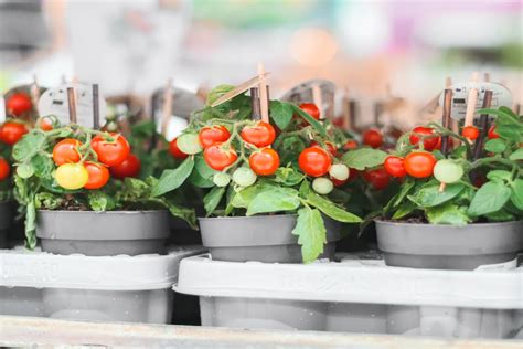 Voici les secrets pour réussir la culture de vos tomates cerises en