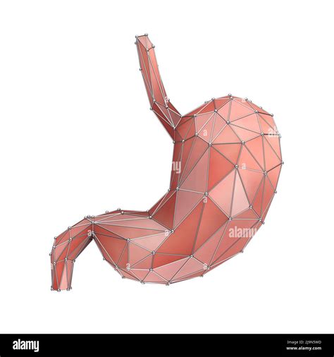 Faible Poly Anatomie De L Estomac Humain Organe Interne Sur Fond Blanc