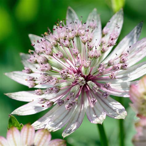 Astrantia Major Greater Masterwort Siteone