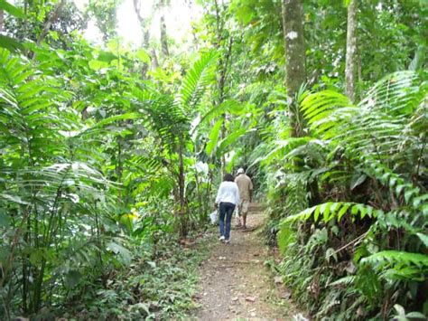 Saint Lucia Rainforest Nature Walk | GetYourGuide