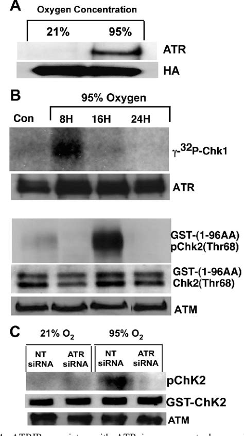 Figure From Differential Roles Of Atr And Atm In P Chk And