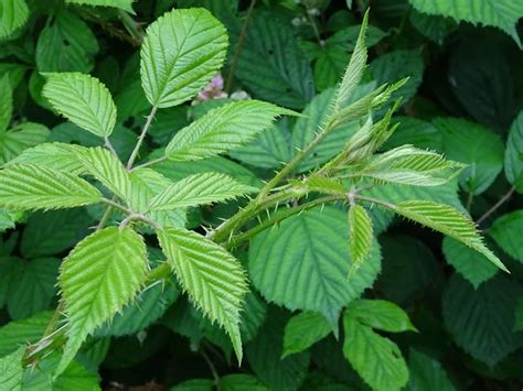 Como Plantar Amora Dicas De Cultivo E Passo A Passo De Cuidados