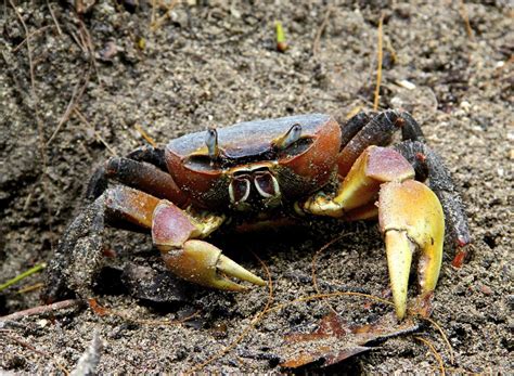 Mangrove Crabs Types Main Characteristics And Importance