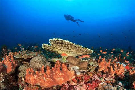 Scuba Diving, Pulau Seribu - Mundo Maya