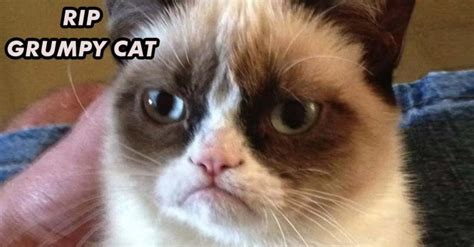 The Cat Famous For "Grumpy Cat" Has Died At Age 7