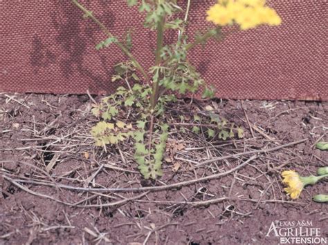 Plants Of Texas Rangelands Butterweed