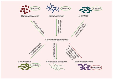 Microorganisms Free Full Text Necrotic Enteritis In Broiler