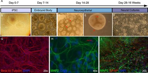 Neural Differentiation Of Human Ipscs A Schematic Depicting The Neural