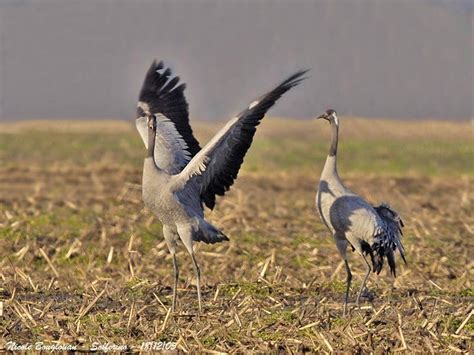 Variety of Life: Gruidae