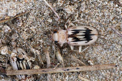 Strandline Beetle Whitford Burrows Nnr, Gower, Wales, Uk Photograph by David Woodfall / Naturepl ...