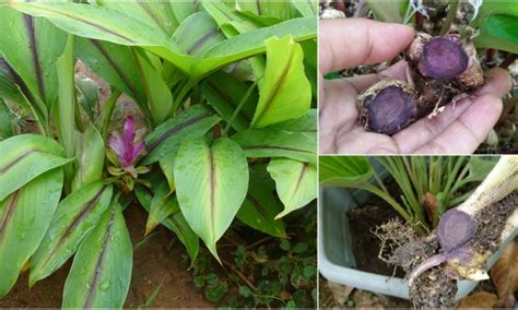 Pokok Kunyit Hitam Banyak Khasiat Ini Cara Tanam Kunyit Hitam Senang