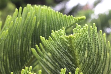 Las Hojas De Pino Verde Se Producen De Forma Natural Foto Premium