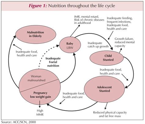 Adolescent Nutrition The Second Window Of Opportunity Public Health