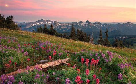 Wallpaper Landscape Mountains Flowers Hill Nature Grass Sky