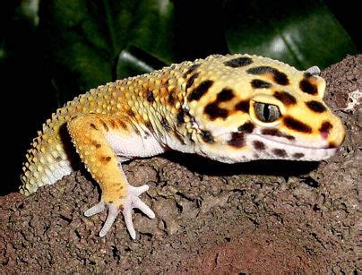 Leopard Gecko Brumation - The Critter Depot