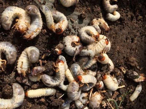 Comment se débarrasser des gros vers blancs dans la terre Les