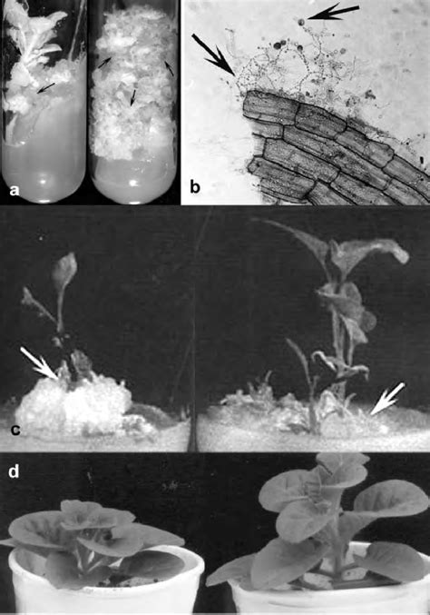 Ad Interaction With Tissue Culture Raised Nicotiana Tabacum