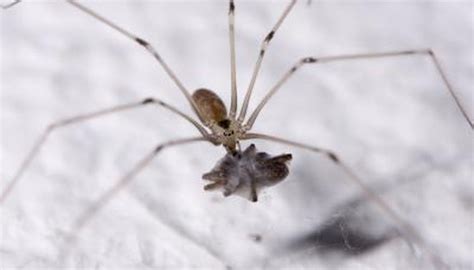 Common House Spiders In Wisconsin Sciencing