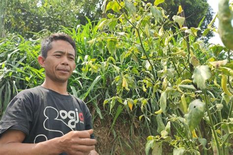 Dampak Kemarau Panjang Petani Cabai Rawit Di Lembang Gagal Panen