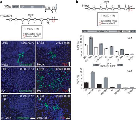 Engineered L Retrotransposition Events Are Efficiently Silenced In Ec