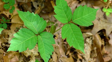 California Poison Control warns residents of huge poison oak growth