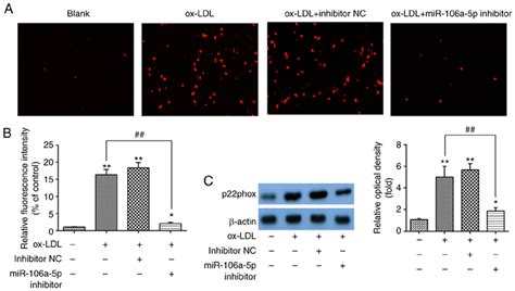 Knockdown Of Mir 106a 5p Inhibits Ox Ldl Induced Ros In Huvecs After