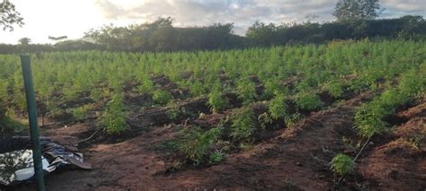 Ação conjunta destrói plantação 19 mil pés de maconha na Paraíba