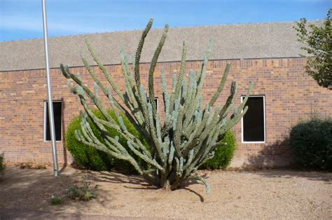 Cactus Near Tempe Historical Museum