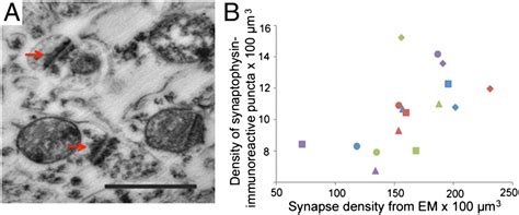 Synaptogenesis And Development Of Pyramidal Neuron Dendritic Morphology