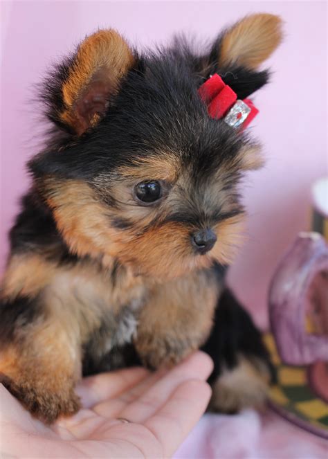 Teacup Yorkie 022 Teacup Puppies Boutique