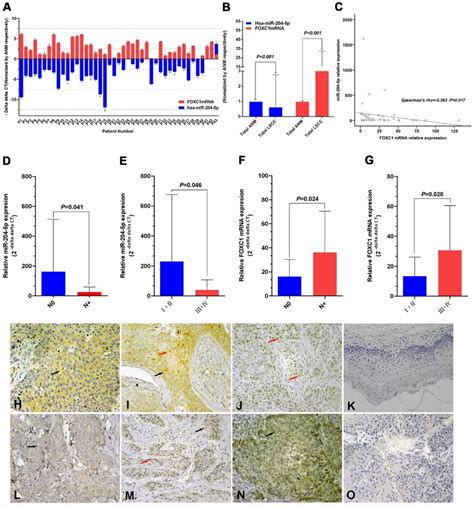 Expression Of Mir P And Forkhead Box C Foxc In Lscc Tissues