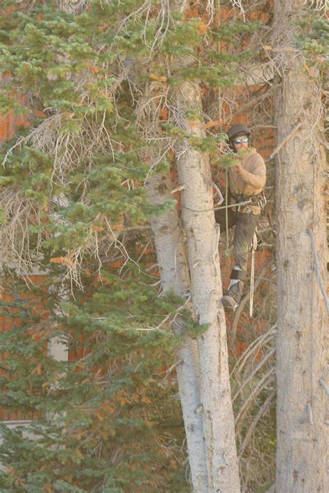 Tree Removal Services Utah Professional Tree Cutting Utah Tree Co