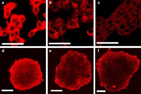 Confocal Laser Scanning Microscopy Images Of CAL 33 Cells Incubated For