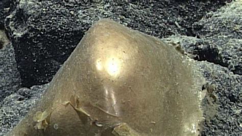 Researchers Find Mysterious Golden Egg In Gulf Of Alaska Report Mint