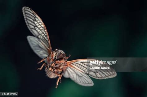 129 Cicada Flying Stock Photos High Res Pictures And Images Getty