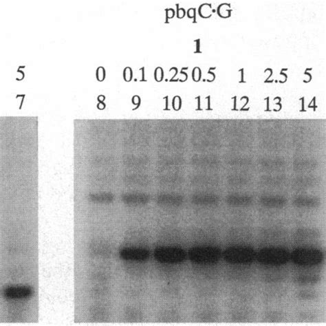 Autoradiogram Of Gel Electrophoresis Of 5 32p Labeled 25 Mer