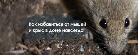 Как избавиться от мышей и крыс в квартире и частном доме навсегда - ТОП ...