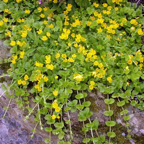 Купить саженцы многолетников в питомнике Биолит