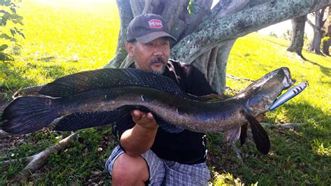 How The Snakehead Earned A Spot On Freshwater Bucket Lists Shefishes2