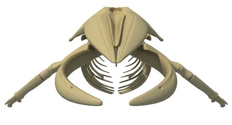 Humpback Whale Skeleton - 3D Models – 3D Horse