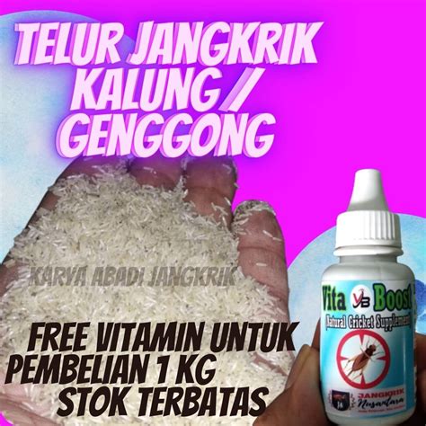 Jual Telur Jangkrik Genggong Kg Shopee Indonesia