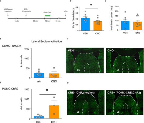 Acute Activation Of VDG Mature Granule Cells Results In A Modest