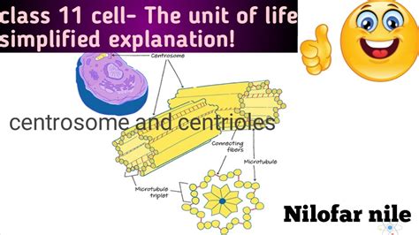 Centrosome And Centrioles Structure And Function Youtube