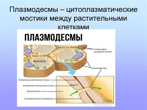 Процессы жизнедеятельности клетки - презентация онлайн