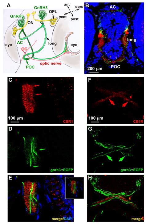 Expression Of Cb R In Developing Zebrafish Brain A Scheme