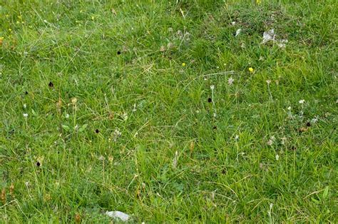 Nigritella Rhellicani Teppner E Klein Orchidee Veneto Anno 2009